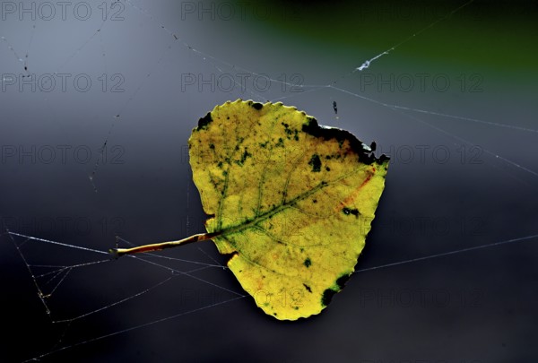 Colourful birch leaf (Betula pendula) in a spider's web, Poel Island, Mecklenburg-Western Pomerania, Germany, Europe