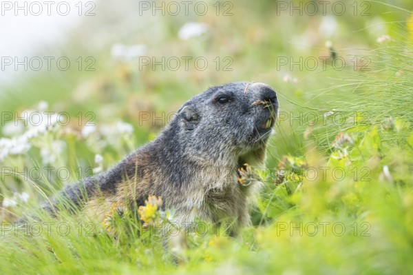 Alpine marmot (Marmota marmota) in autumn, Grossglockner, High Tauern National Park, Austria, Europe
