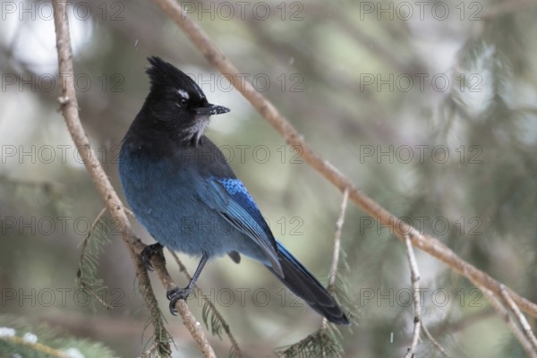Sapphire blue... Steller's Jay (Cyanocitta stelleri) perched in a conifer tree, watching back over its shoulder, wildlife, Yellowstone Area, Montana, USA, Yellowstone, Wyoming, North America, United States of America, North America