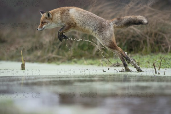 The jump... Red fox (Vulpes vulpes), fox crosses a marshy stream with an impressively long, high jump, action-packed photo, North Holland, Netherlands, Western Europe