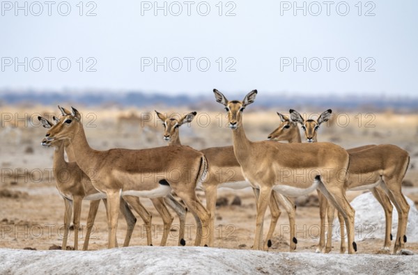 Herd of impala (Aepyceros melampus) at a waterhole, black heeler antelope, female, Nxai Pan National Park, Botswana, Africa