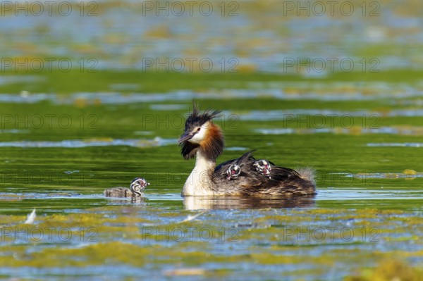 A bird in the water with its young, the atmosphere is calm and the surroundings are spacious, Great Crested Grebe, (Podiceps scalloped ribbonfish), with chicks, wildlife, Germany, Europe