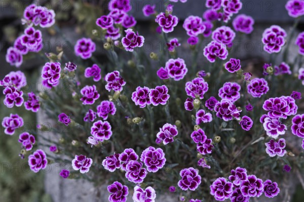 Variety of pink carnation blossoms (Pink Kisses) showing in full bloom and contrasting with the background, Siegen