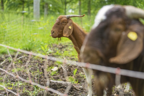 Close-up of a goat in the green behind a fence, Gechingen forest pasture, compensation project for the Hermann Hesse railway to create ecological habitats for endangered species, Calw district, Germany, Europe