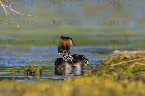 A great crested grebe protects its chicks, which are resting on its back, in calm water, Great crested grebe, (Podiceps Scalloped ribbonfish), with chicks, wildlife, Germany, Europe
