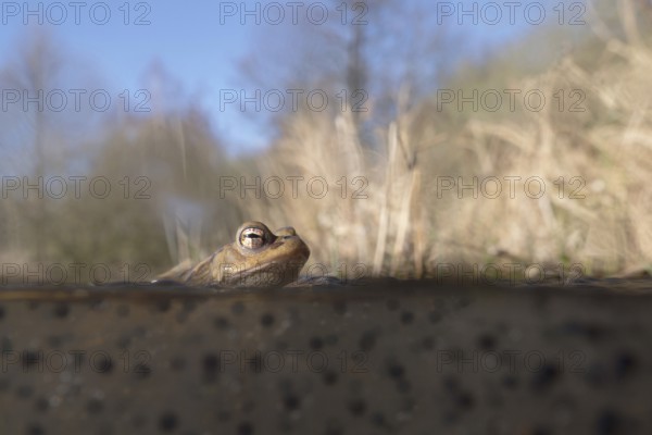 Spawning time... Common toad (Bufo bufo) in water, pond, sitting in a pond in early spring on frogspawn, native amphibians, wildlife, nature, Lower Rhine, Rhine district Neuss, North Rhine-Westphalia, Germany, Western Europe, Europe