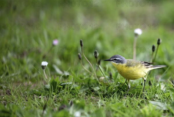 Yellow wagtail (Motacilla flava), in a meadow, Lower Rhine, North Rhine-Westphalia, Germany, Europe