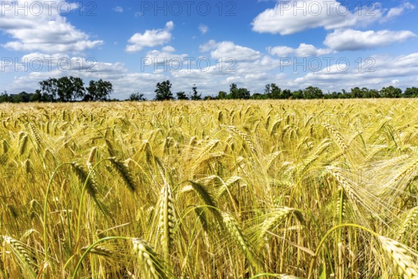 Grain field, in front of harvest, barley, near Bottrop-Kirchhellen, North Rhine-Westphalia, Germany, Europe