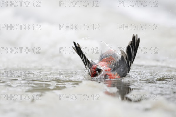 Bird bathing in a puddle of water... Hooked bullfinch (Pinicola enucleator) takes a long bath in the ice water of a puddle in the middle of winter, in frost and cold, seems quite happy, looks funny, nature in Yellowstone NP, Wyoming, North America, United States of America