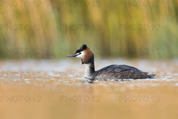 Spring... Great Crested Grebe (Podiceps Scalloped ribbonfish) in splendid breeding plumage early in the morning as the sun rises on a natural pond surrounded by reeds, bright colours, waterfowl, native nature, Lower Rhine, Rhineland, North Rhine-Westphalia, Germany, Western Europe, Europe