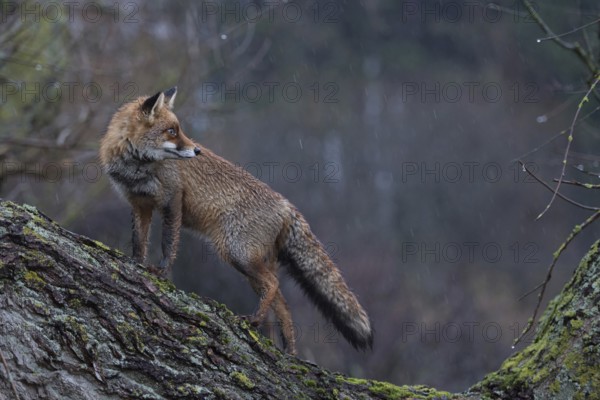 Wet in the rain... Red fox (Vulpes vulpes), fox climbs a tree lying across at dusk in the rain, looks around, uses the elevated place for a better overview, funny picture of the Reineke fox, native nature, North Holland, Netherlands, Western Europe