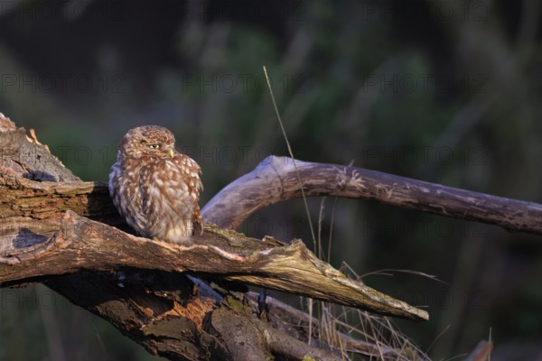 In an old pear tree... Little owl (Athene noctua) enjoying the warming morning sun on an old orchard, local nature, Bislicher Insel, Wesel district, Rhineland, Lower Rhine, North Rhine-Westphalia, Germany, Western Europe, Europe