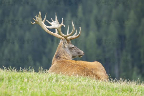 Red deer (Cervus elaphus) stag on a meadow in tirol, Kitzbühel, Wildpark Aurach, Austria, Europe