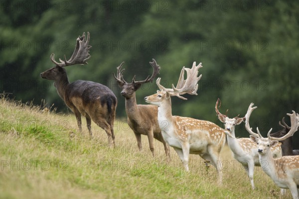 European fallow deer (Dama dama) stags on a meadow, tirol, Kitzbühel, Wildpark Aurach, Austria, Europe