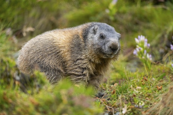 Alpine marmot (Marmota marmota) in autumn, Grossglockner, High Tauern National Park, Austria, Europe