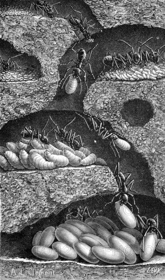 The construction of ants in the earth, an ant burrow, illustration from 1894, reproduction, digitally enhanced, historical