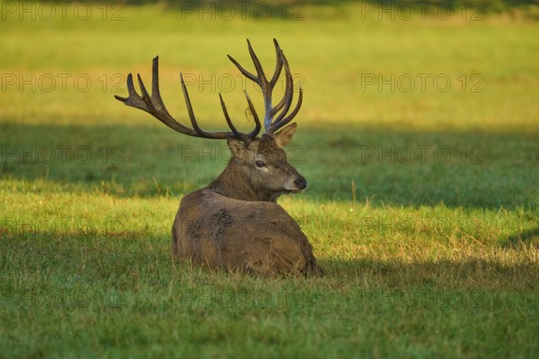 Red deer (Cervus elaphus), with antlers lying in the grass, illuminated by warm light, Germany, Europe