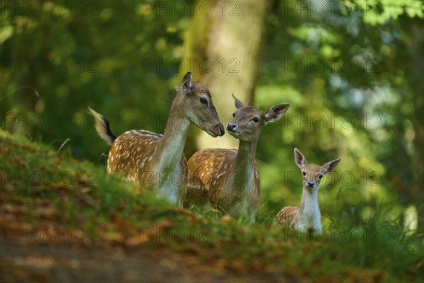 Fallow deer (Dama dama), female, three fallow deer with fawn harmoniously together in the forest, Germany, Europe