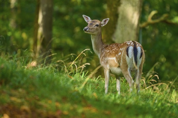 Fallow deer (Dama dama), female, standing attentively in a green forest landscape, Germany, Europe