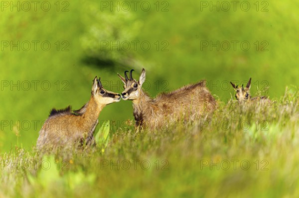 Three chamois standing together in a meadow and interacting with each other, chamois, chamois, (Rupicapra rupicaprae), wildlife, Vosges, France, Europe