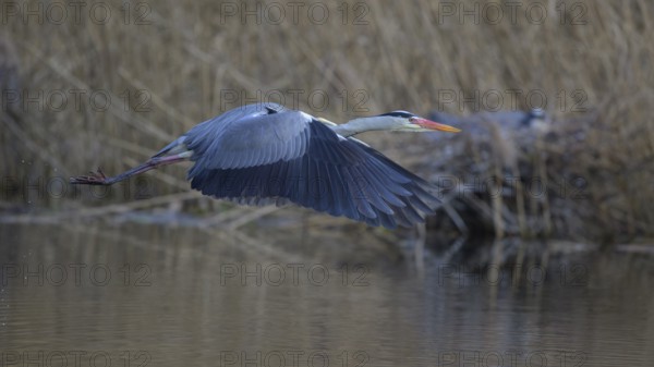 Grey heron (Ardea cinerea), in flight, heron breeding in the reeds behind, Neckar valley, Baden-Württemberg, Germany, Europe