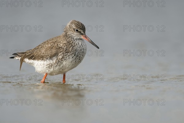 Wadden Sea habitat... Redshank (Tringa totanus), medium-sized limicole, wading bird foraging in the shallow waters of the North Sea, Lower Saxony, Germany, Western Europe, native birds, animals, nature, Europe