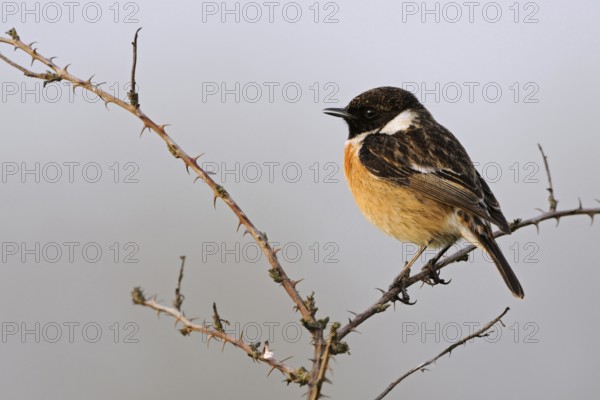 Spring song... Stonechat (Saxicola torquata), male singing on a dry bramble, birdsong in spring, beautiful light, rare bird species of semi-open fields, endangered in many places due to habitat loss, native birds, wildlife, nature, North Rhine-Westphalia, Germany, Western Europe, Europe