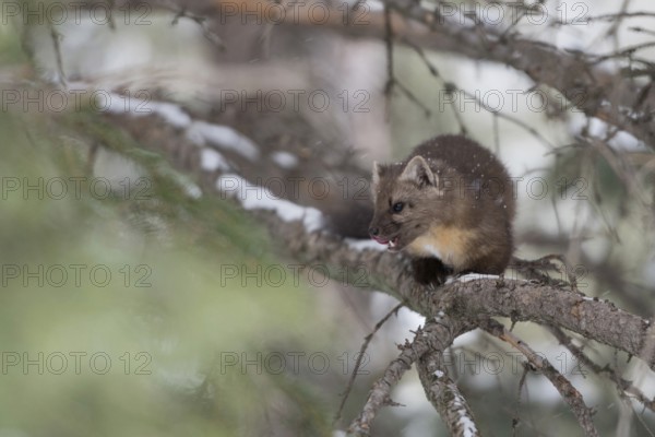 On the hunt... Pine marten (Martes americana) in winter, in snow in a coniferous tree, tense posture, licking its mouth, Yellowstone, Wyoming, North America, United States of America