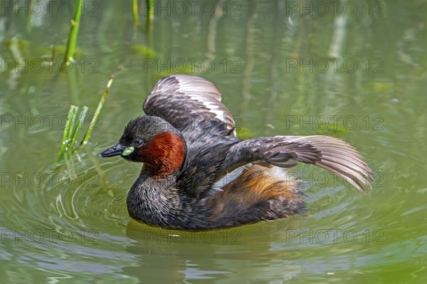 Little grebe, dabchick (Tachybaptus ruficollis, Podiceps ruficollis) adult in breeding plumage, spreading wings in pond in late spring, early summer