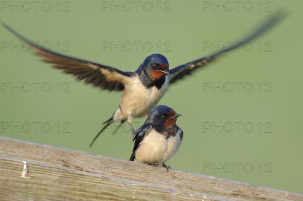 In courtship... Barn swallows (Hirundo rustica) in beautiful light during courtship, pair of barn swallows shortly in front of mating in spring, early summer, native birds, wildlife, nature, Lower Rhine, Rhine district Neuss, North Rhine-Westphalia, Germany, Western Europe, Europe