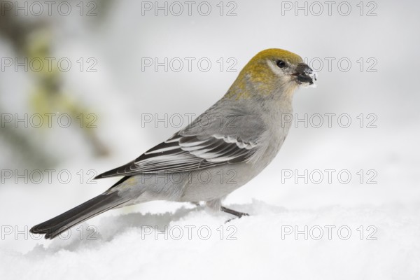 On the ground... Hakengimpel (Pinicola enucleator), female foraging in the snow, also native to Europe, largest native finch, reaches almost blackbird size, often travels far in winters with little food, birds, wildlife, nature, Yellowstone, Wyoming, North America, United States of America