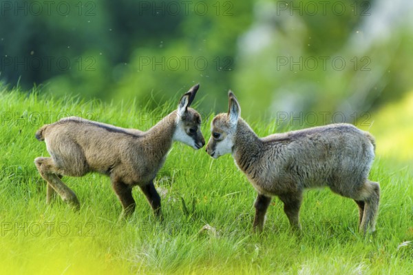 Two young chamois in curious confrontation on a green meadow, chamois, chamois, (Rupicapra rupicaprae), wildlife, Vosges, France, Europe