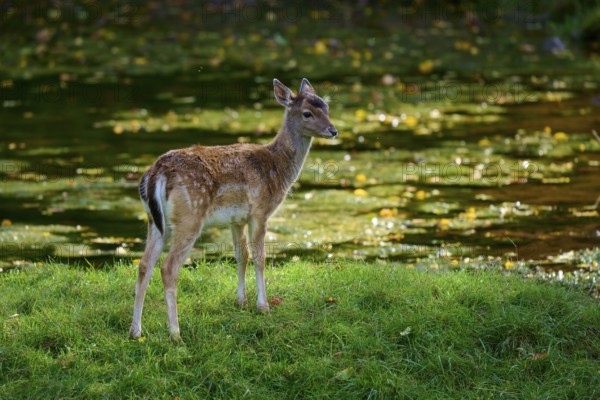 Fallow deer (Dama dama), looking around on a green meadow and being illuminated by the sun, Germany, Europe