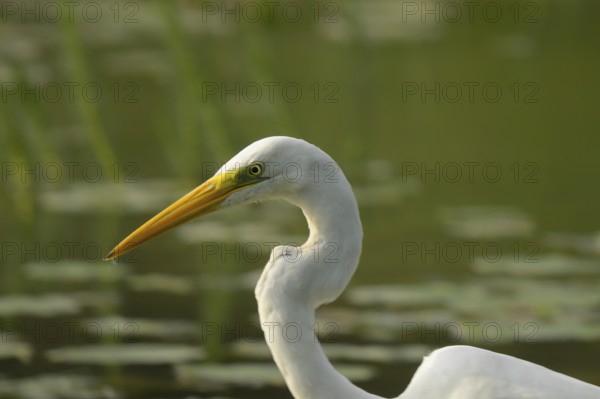 Great White Egret (Ardea alba), Water, portrait, Lower Austria