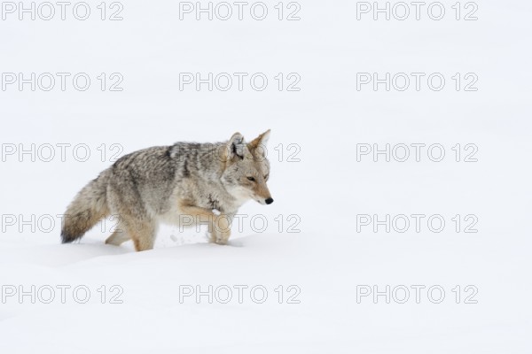 Through the deep snow... Coyote (Canis latrans) struggles through deep snow, the deep winter is often a hard time for animals, Yellowstone, Wyoming, North America, United States of America, USA, North America