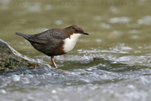 In the shelter of the stones... White-throated Dipper (Cinclus cinclus) foraging in and around fast-flowing water, water body, torrent, river, native birds, wildlife, nature, Lower Rhine, North Rhine-Westphalia, Germany, Western Europe, Europe