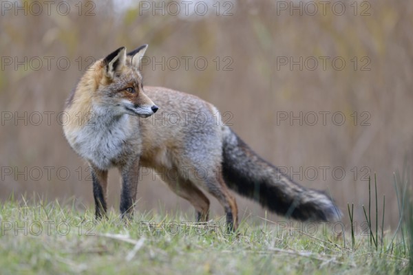 A look back... Red fox (Vulpes vulpes), strong fox in beautiful winter coat standing in a meadow on a small hill, looking around attentively, side view, native predator, native nature, North Holland, Netherlands, Western Europe