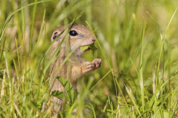 A young European ground squirrel (Spermophilus citellus) or European souslik stands in a meadow with tall green vegetation on a sunny day and eats from it