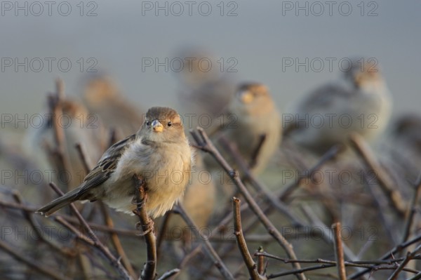Gathered... House sparrows (Passer domesticus), whole flock, group, small flock of birds, sparrows, house sparrows in winter on a hedge, typical and likeable sight in many rural areas and also cities, native nature, Bislicher Insel, Kreis Wesel, Rhineland, Lower Rhine, North Rhine-Westphalia, Germany, Western Europe, Europe
