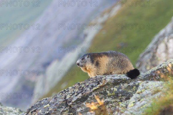 Alpine marmot (Marmota marmota) in autumn, Grossglockner, High Tauern National Park, Austria, Europe