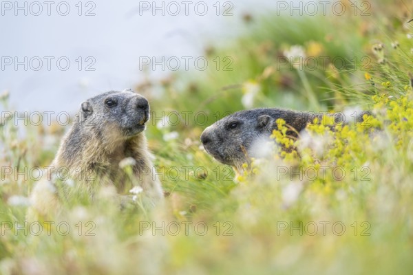 Alpine marmot (Marmota marmota) in autumn, Grossglockner, High Tauern National Park, Austria, Europe