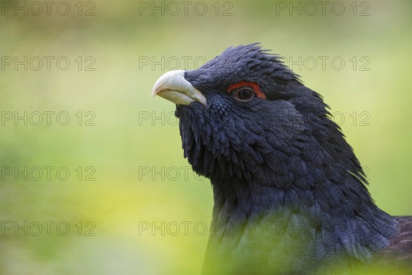 Bold look... Capercaillie (Tetrao urogallus), detailed head portrait, close-up of this beautiful bird, threatened with extinction in Germany, largest chicken bird in Europe, belongs to the grouse family, Bavaria, Germany, Western Europe, Europe