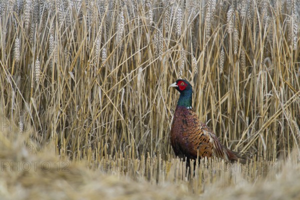 At harvest time... Hunting pheasant (Phasianus colchicus), male pheasant standing in a ripe grain field at harvest time, seems surprised that his cover is lost, typical sight in late summer, Lower Rhine, North Rhine-Westphalia, Germany, Western Europe, Europe