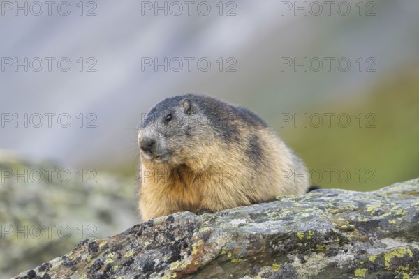 Alpine marmot (Marmota marmota) in autumn, Grossglockner, High Tauern National Park, Austria, Europe