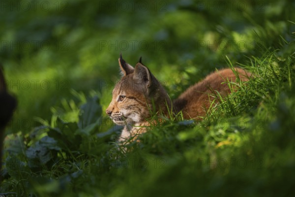 Eurasian lynx (Lynx lynx) youngster on a meadow, Bavaria, Germany, Europe
