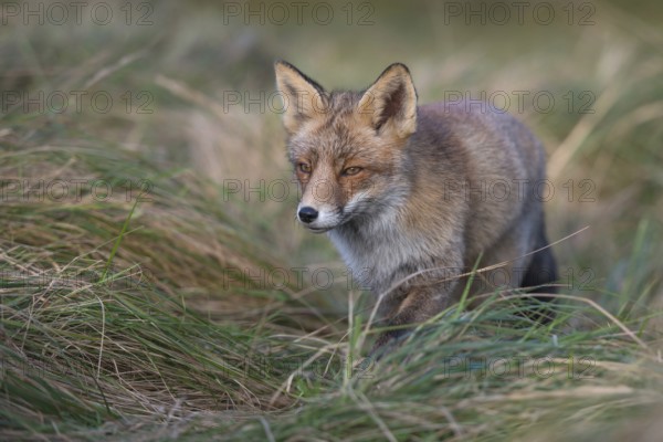 Concentrated... Red fox (Vulpes vulpes), fox hunting in the tall grass of a meadow, Germany, Western Europe, Europe