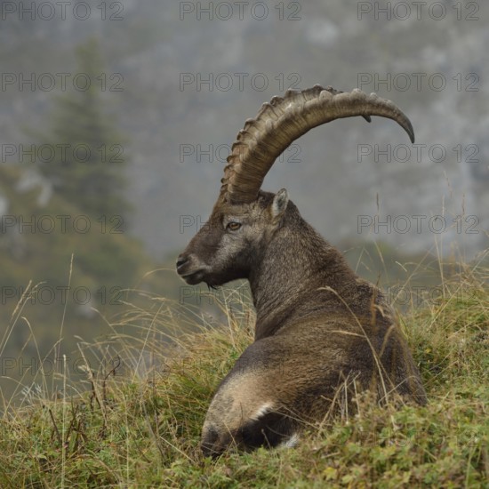 In picturesque surroundings... Ibex (Capra ibex) resting on lush mountain meadows in the Swiss Alps, magnificent buck, Bernese Oberland, Switzerland, Western Europe, Europe