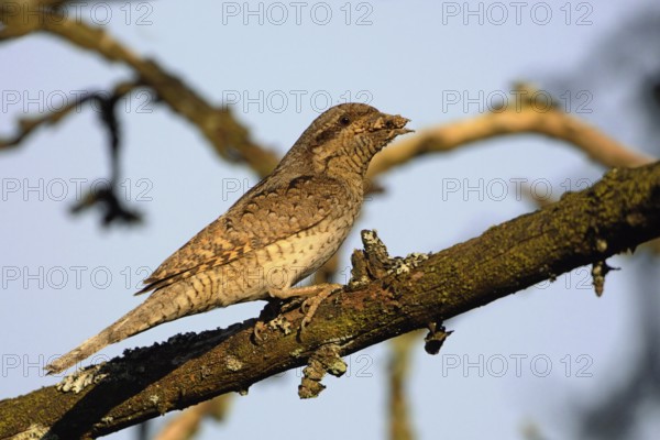 Wryneck (Jynx torquilla) with ant eggs in its beak, looking around attentively, probably wants to feed offspring, rare native, rather atypical woodpecker species, North Rhine-Westphalia, Germany, Western Europe, Europe