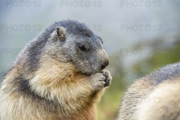 Alpine marmot (Marmota marmota) in autumn, Grossglockner, High Tauern National Park, Austria, Europe