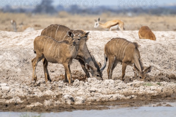 Greater kudu (Tragelaphus strepsiceros), group, drinking at waterhole, Nxai Pan National Park, Botswana, Africa